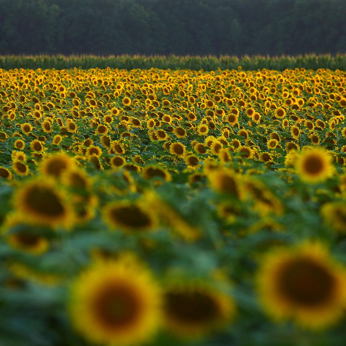 Sunflowers 06.jpg